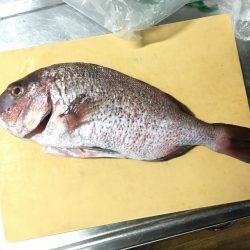 釣り堀はよく釣れる
