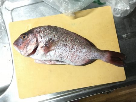 釣り堀はよく釣れる