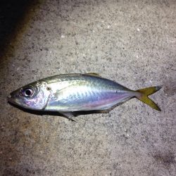 鯵がいました！