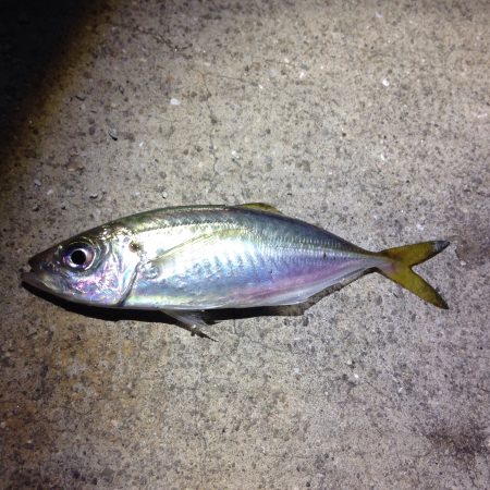 鯵がいました！