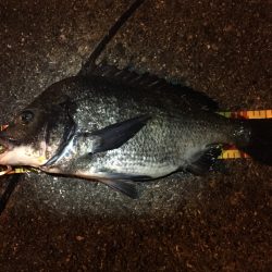 シーバス最盛期！