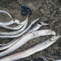 タチウオ 一文字