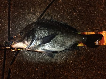 シーバス最盛期！