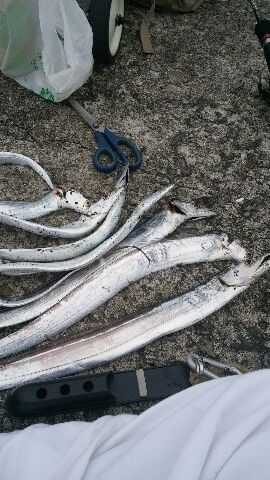 タチウオ 一文字