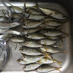 太刀魚＆アジ