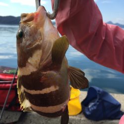 下佐波賀 サゴシ