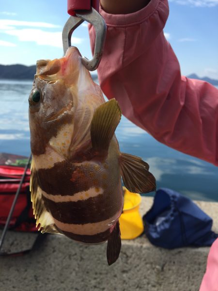 下佐波賀 サゴシ