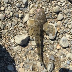 紀ノ川フラットゲーム