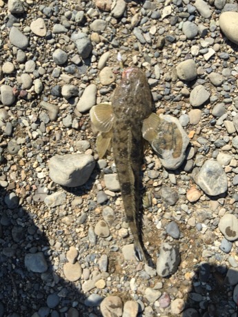 紀ノ川フラットゲーム