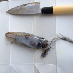 ナイトエギング