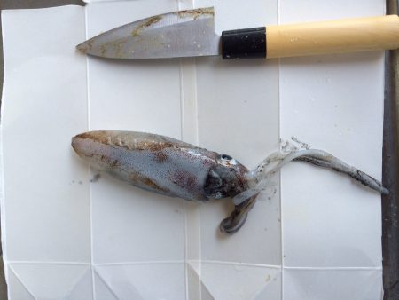 ナイトエギング