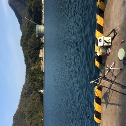 サヨリ入れ食い