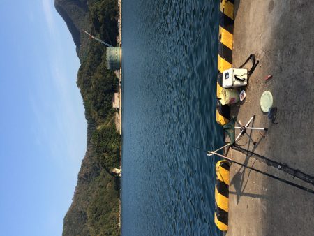 サヨリ入れ食い