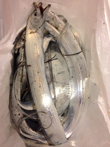 ネットで調べて遠征しました。