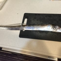 チヌに太刀魚！