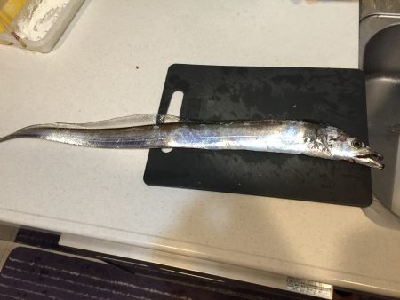 チヌに太刀魚！