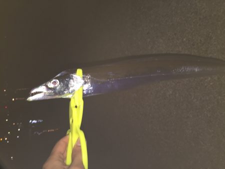 ワインド、ショアジギング(^^)