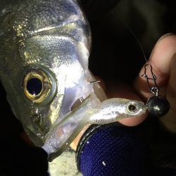 ライトシーバス♪