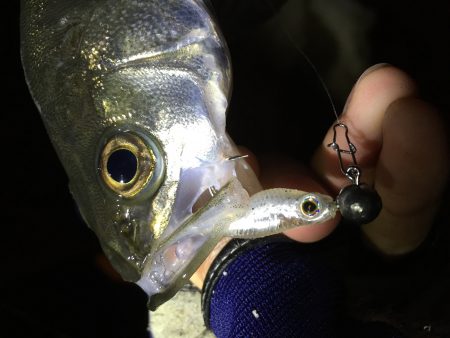 ライトシーバス♪