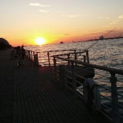 いつものコスモ