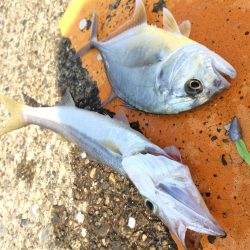 ドリームアップ、DD8で