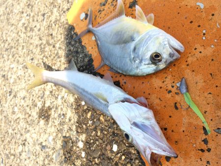 ドリームアップ、DD8で