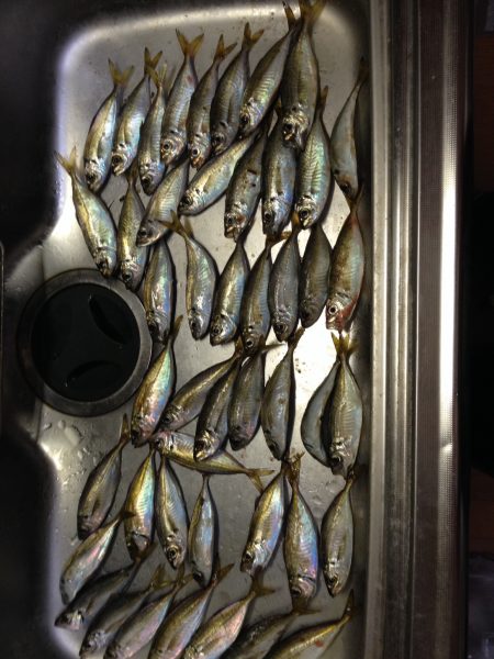 アジング最盛期！