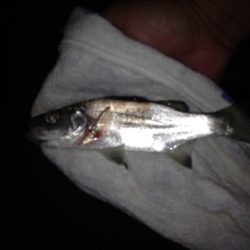 ルアーにゴンズイが‼︎