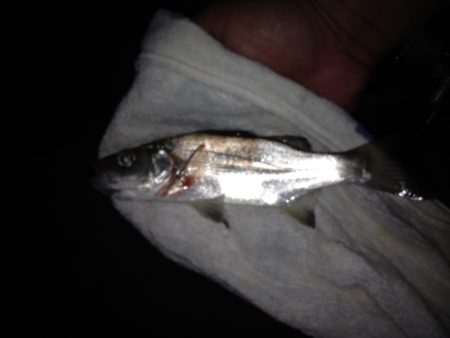 ルアーにゴンズイが‼︎