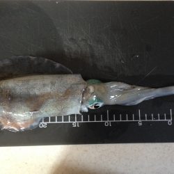 サイズ上がってきてますー！！