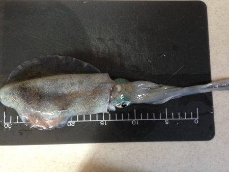 サイズ上がってきてますー！！