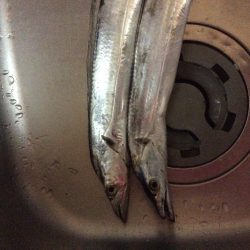 佐野川にて 太刀魚 2匹