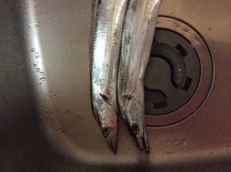 佐野川にて 太刀魚 2匹