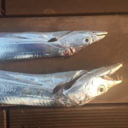 ワインドでタチウオ