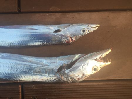 ワインドでタチウオ