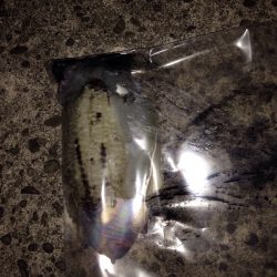 アオリイカはどこへ？