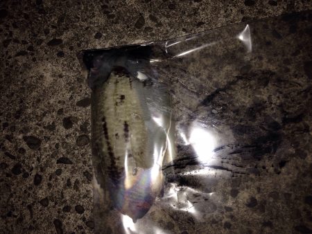 アオリイカはどこへ？