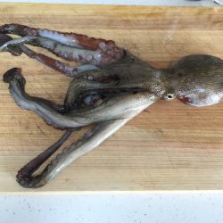 アオリイカ何処行った〜？