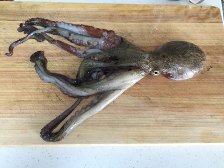 アオリイカ何処行った〜？