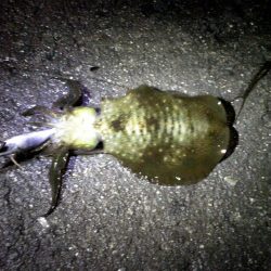 まだ、釣れた！