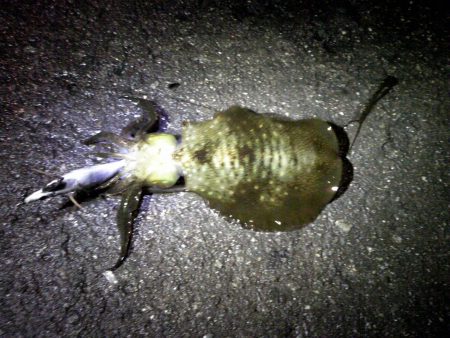 まだ、釣れた！