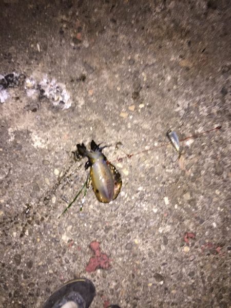 東浦 アジ泳がせ