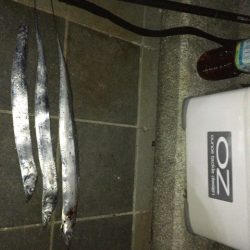 マリーナのタチウオ！