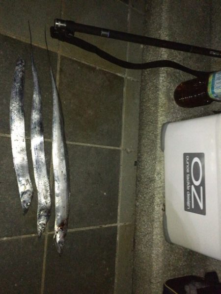 マリーナのタチウオ！