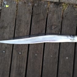 爆風の中でなんとか一匹