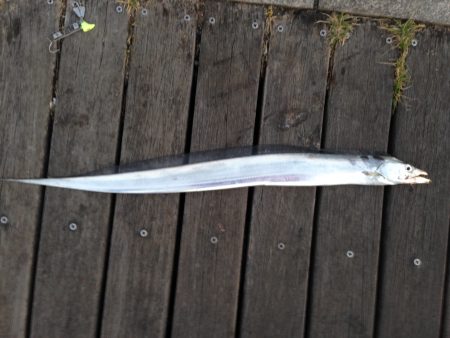 爆風の中でなんとか一匹