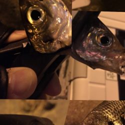 ライトゲーム♪