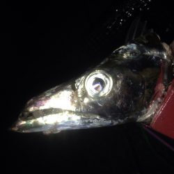 タチウオワインド