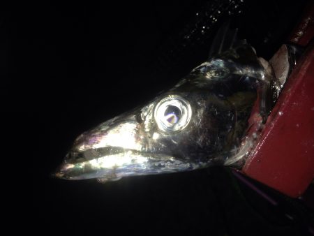 タチウオワインド