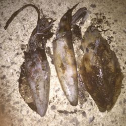今年初のイカ釣り。